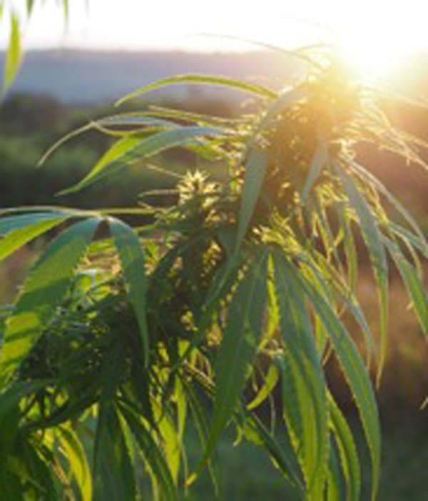 gal-hemp3 love light and soli - artaban - hemp products