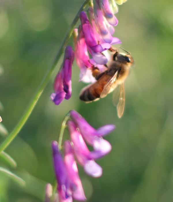gal1-bee love light and soli - artaban - hemp products