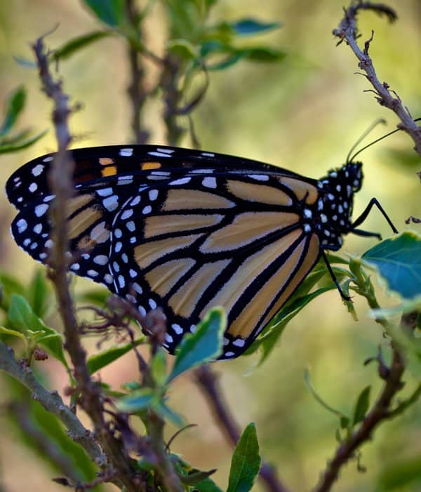 gal1-butterfly love light and soli - artaban