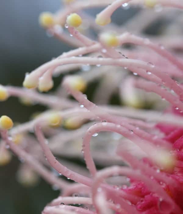 gal1-stamens