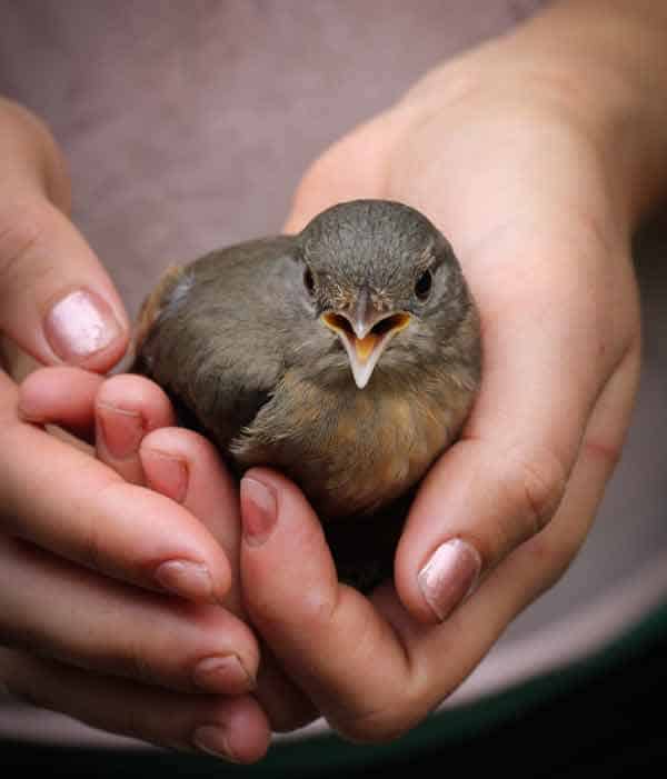 land-bird