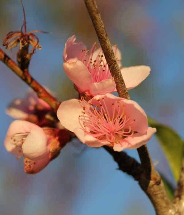 land3-cherry