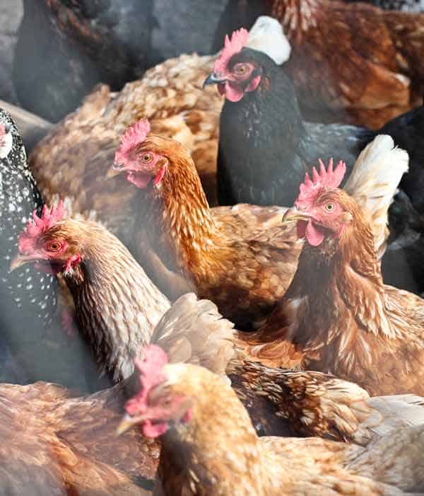 land3-chickens