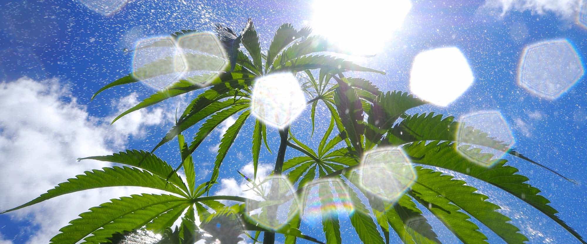 hemp-header-rainbow