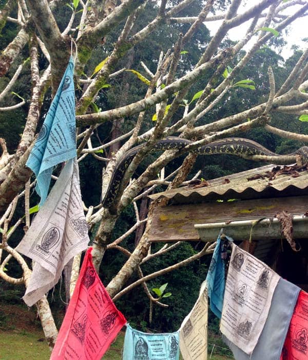 prayer-flags