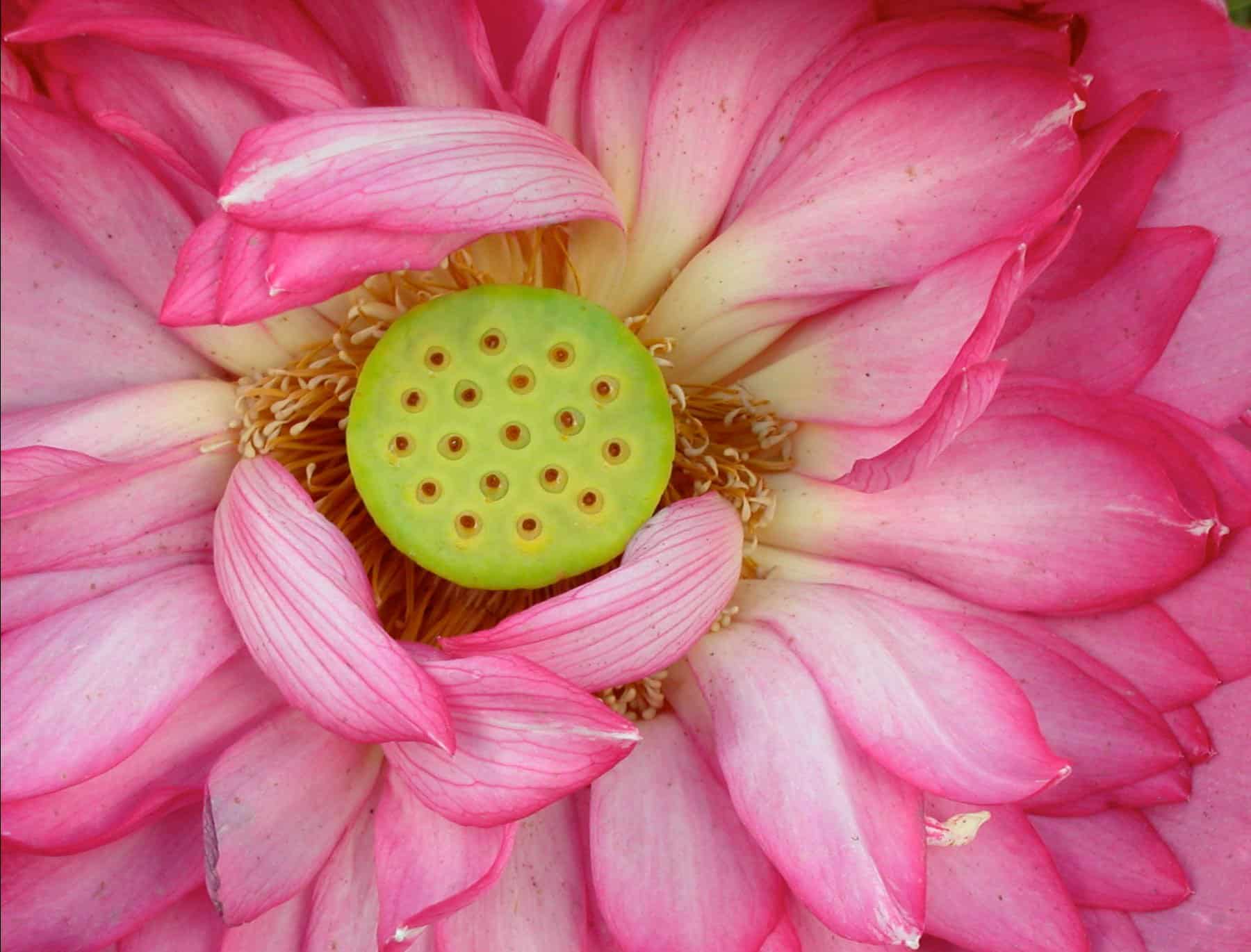 slider-lotus