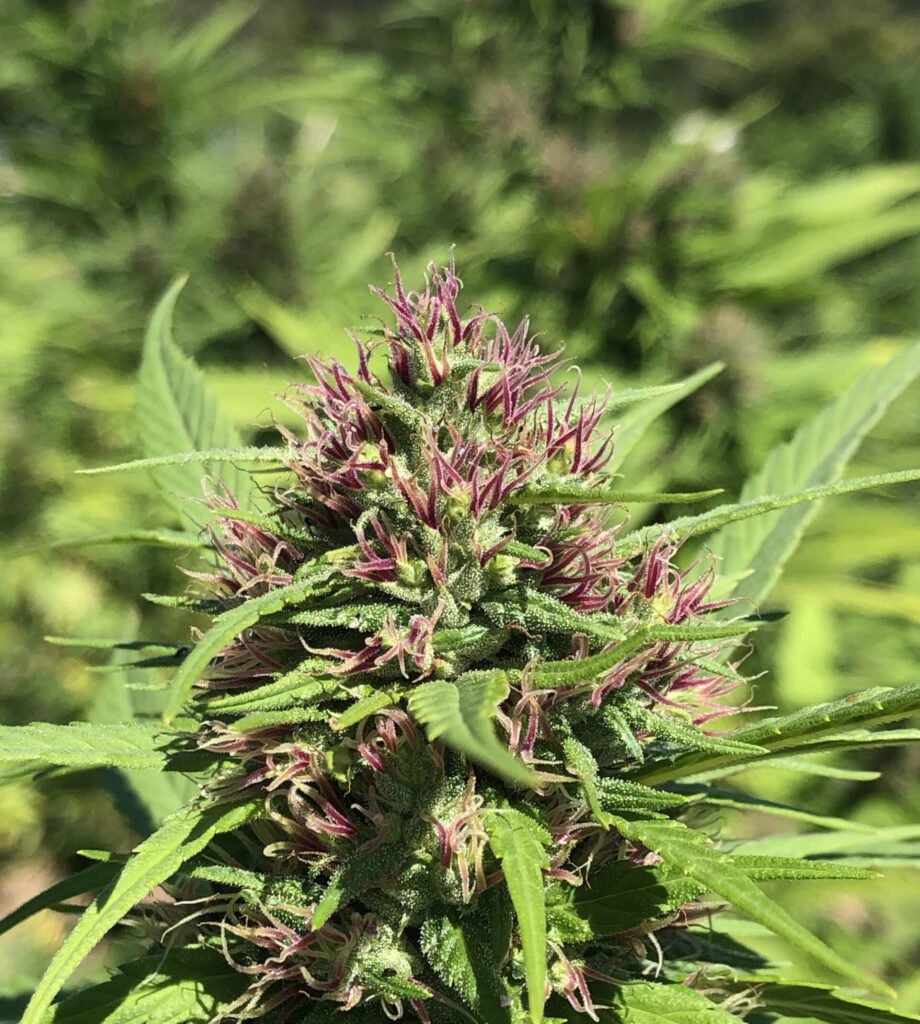 Hemp Sprinkles with Certified Organic Herbs. - Image 2