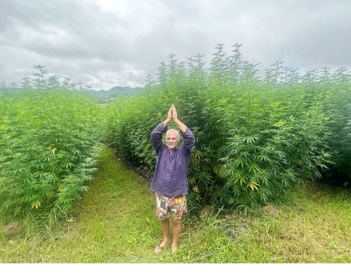 Artaban Hemp Oil Pure 5 x 100ml Special - Image 3