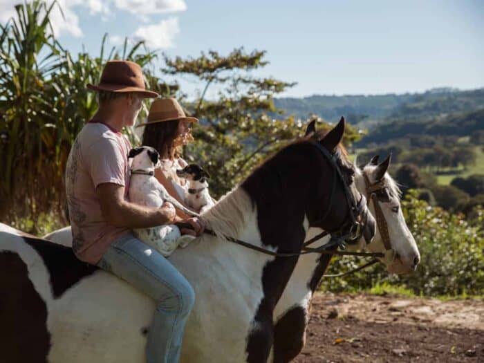 P.E.T Hemp Oil - Image 3